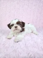 Laura, a female Shih Tzu for sale in Belleview, FL – 10 of 10