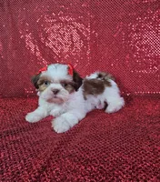Kahlua , a female Shih Tzu for sale in Belleview, FL – 5 of 10