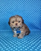 Sam, a male Shih Tzu for sale in Belleview, FL – 10 of 10