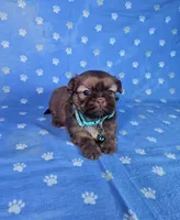 Sam, a male Shih Tzu for sale in Belleview, FL – Photo 3 of 10