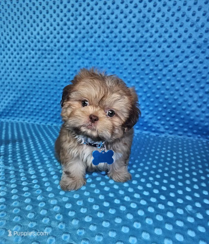 Sam – Shih Tzu puppy for sale in Belleview, FL