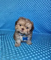 Sam, a male Shih Tzu for sale in Belleview, FL – 2 of 10
