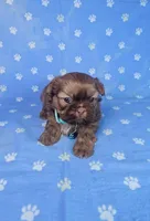 Sam, a male Shih Tzu for sale in Belleview, FL – Photo 9 of 10