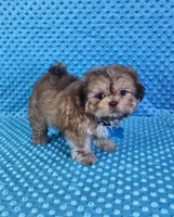Sam, a male Shih Tzu for sale in Belleview, FL – 6 of 10