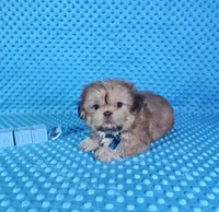 Sam, a male Shih Tzu for sale in Belleview, FL – 9 of 10