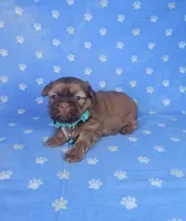 Sam, a male Shih Tzu for sale in Belleview, FL – Photo 5 of 10