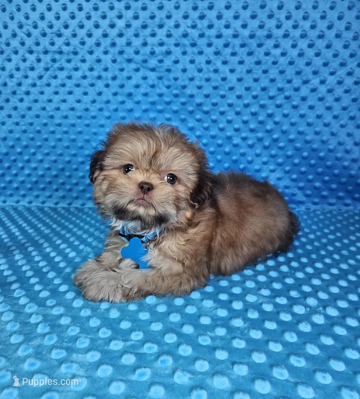 Sam – Shih Tzu puppy for sale in Belleview, FL