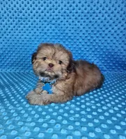 Sam, a male Shih Tzu for sale in Belleview, FL – 1 of 10