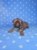Sam, a male Shih Tzu for sale in Belleview, FL – Photo 10 of 10