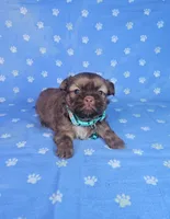 Sam, a male Shih Tzu for sale in Belleview, FL – Photo 2 of 10