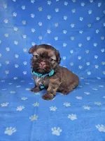 Sam, a male Shih Tzu for sale in Belleview, FL – Photo 6 of 10