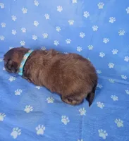 Sam, a male Shih Tzu for sale in Belleview, FL – Photo 4 of 10