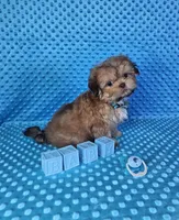 Sam, a male Shih Tzu for sale in Belleview, FL – 3 of 10