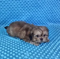 Sam, a male Shih Tzu for sale in Belleview, FL – 4 of 10