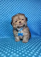 Sam, a male Shih Tzu for sale in Belleview, FL – 7 of 10
