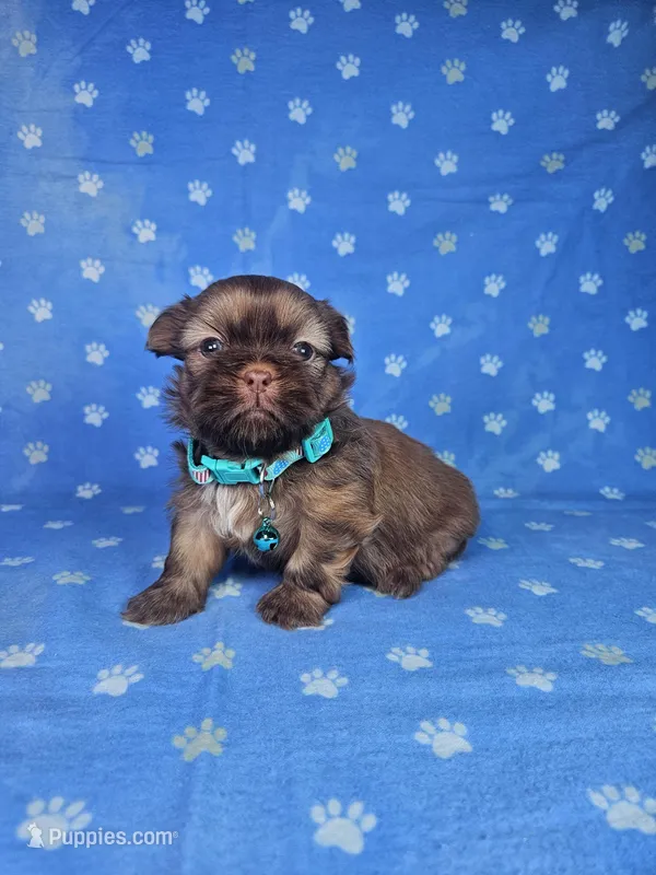 Sam – Shih Tzu puppy for sale in Belleview, FL