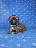 Sam, a male Shih Tzu for sale in Belleview, FL – Photo 1 of 10