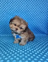 Sam, a male Shih Tzu for sale in Belleview, FL – 5 of 10