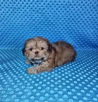 Sam, a male Shih Tzu for sale in Belleview, FL – 8 of 10