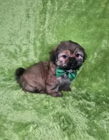 Samuel , a male Shih Tzu for sale in Belleview, FL – 3 of 10