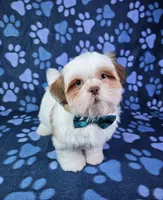 Bentley , a male Shih Tzu for sale in Belleview, FL – 8 of 10