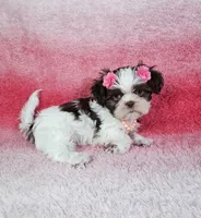 Analia, a female Shih Tzu for sale in Belleview, FL – 6 of 10