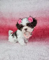 Analia, a female Shih Tzu for sale in Belleview, FL – 8 of 10