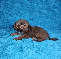 Hercules , a male Shih Tzu for sale in Belleview, FL – 9 of 10