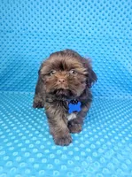 Hershey , a male Shih Tzu for sale in Belleview, FL – 5 of 10
