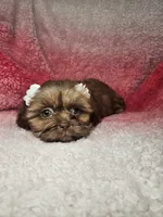 May, a female Shih Tzu for sale in Belleview, FL – 4 of 10