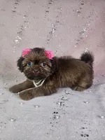 Yara, a female Shih Tzu for sale in Belleview, FL – 7 of 10
