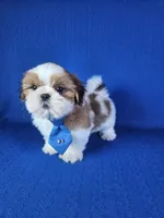 Noah , a male Shih Tzu for sale in Belleview, FL – 5 of 10