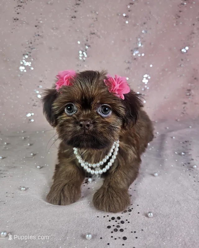 Yara – Shih Tzu puppy for sale in Belleview, FL