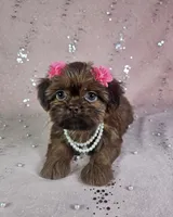 Yara, a female Shih Tzu for sale in Belleview, FL – 1 of 10