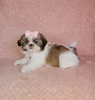 Aitana, a female Shih Tzu for sale in Belleview, FL – 9 of 10