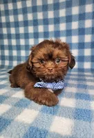 Hercules , a male Shih Tzu for sale in Belleview, FL – 6 of 10