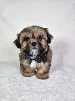 Polo, a male Shih Tzu for sale in Belleview, FL – 3 of 10