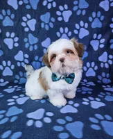 Bentley , a male Shih Tzu for sale in Belleview, FL – 6 of 10