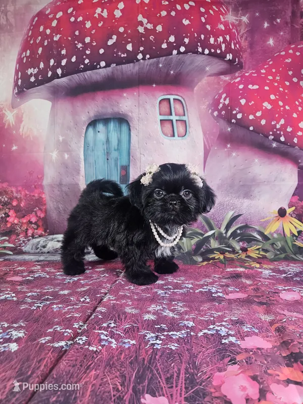 Mila – Shih Tzu puppy for sale in Belleview, FL