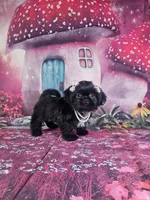 Mila, a female Shih Tzu for sale in Belleview, FL – 1 of 10