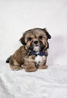 Polo, a male Shih Tzu for sale in Belleview, FL – 4 of 10