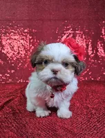 Kahlua , a female Shih Tzu for sale in Belleview, FL – 8 of 10