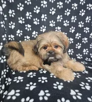 Samuel , a male Shih Tzu for sale in Belleview, FL – 10 of 10