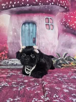 Mila, a female Shih Tzu for sale in Belleview, FL – 10 of 10