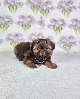 Chanel , a female Shih Tzu for sale in Belleview, FL – 3 of 10