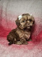 May, a female Shih Tzu for sale in Belleview, FL – 6 of 10