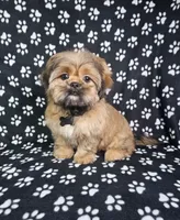 Samuel , a male Shih Tzu for sale in Belleview, FL – 9 of 10