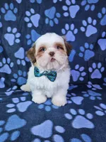 Bentley , a male Shih Tzu for sale in Belleview, FL – 3 of 10