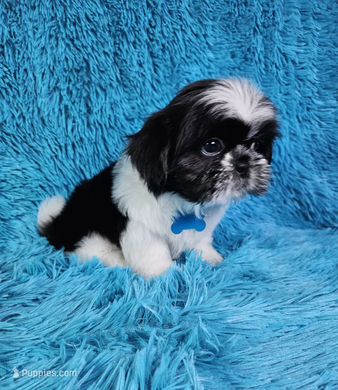 Leny – Shih Tzu puppy for sale in Belleview, FL
