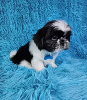 Leny, a male Shih Tzu for sale in Belleview, FL – 2 of 3